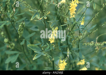 Tall melilot, alti sweetclover giallo (Melilotus altissimus), infiorescenze Foto Stock