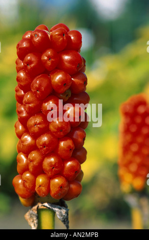 Signori italiani-e-ladies, Italiano arum (Arum italicum), infrutescence Foto Stock