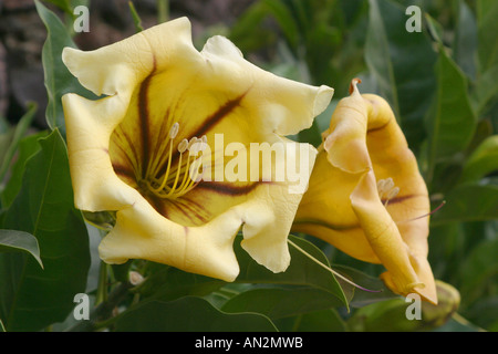 Calice verde della vigna, Coppa d'oro di vite (Solandra maxima), fiori Foto Stock