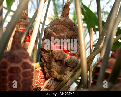 Zamia pumila (Zamia pumila), infiorescenza femminile con semi di colore rosso Foto Stock