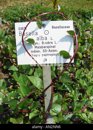 Spinacio indiano, Malabaresi Nightshade, vite di spinaci, scivolosa vegetale (Basella alba), impianti un vincolo saldo con intorno la targhetta in un Foto Stock
