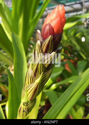 West Indian airplant tufted (Guzmania monostachya), forma selvatica, infiorescenza a bud Foto Stock