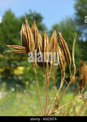 Dolce cicely, anice, Cicely, Spagnolo cerfoglio (Myrrhis odorata), frutti maturi Foto Stock