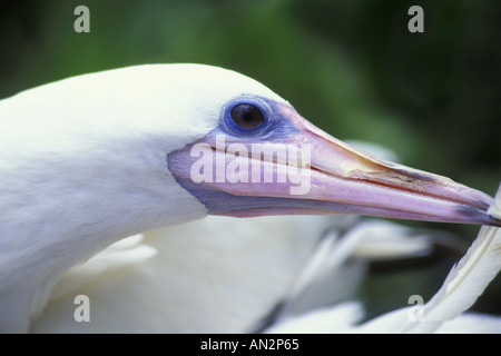 Red footed Booby Sula sula Preening Oahu Hawaii Foto Stock