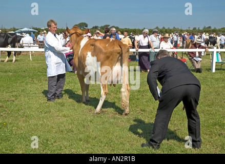 A giudicare il bestiame a Stithians mostrano in Cornwall Inghilterra Foto Stock