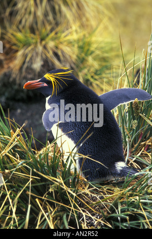 Maccheroni Peguin, Hercules Bay, Georgia del Sud Foto Stock