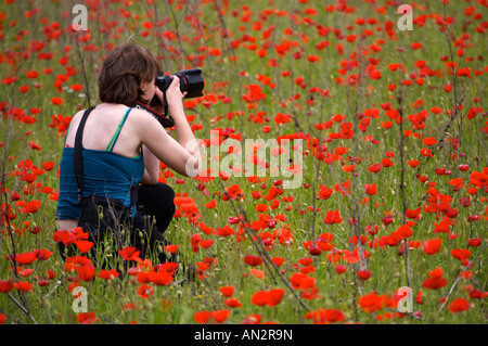 Una donna di fotografare in un campo di papaveri vicino a Moustiers Ste Marie, Alpes de Haute Provence,, in Francia, in Europa. Foto Stock