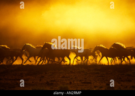 Stati Uniti d'America, Oregon, Harney County, selvatici Kiger mustangs sollevando la polvere di sunrise. Foto Stock