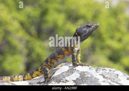 Southern Rock AGAMA SA, South African rock AGAMA SA (AGAMA SA atra), femmina su una roccia, Sud Africa Foto Stock