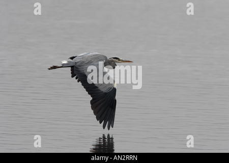 Airone cenerino Ardea cinerea adulto in volo adulto in volo Foto Stock