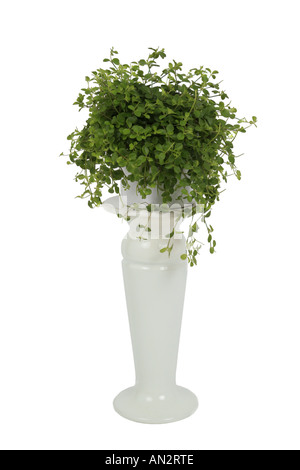 Radiatore impianto, Creeping Peperomia (Peperomia rotundifolia, Peperomia prostrata), pianta in vaso su colonna di vegetali Foto Stock