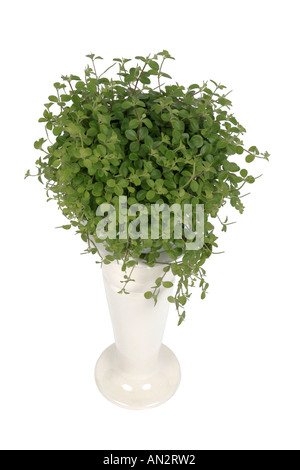 Radiatore impianto, Creeping Peperomia (Peperomia rotundifolia, Peperomia prostrata), pianta in vaso su colonna di vegetali Foto Stock