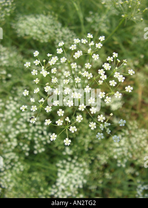 Longleaf, sickleweed (Falcaria vulgaris), infiorescenza (ombrella) Foto Stock