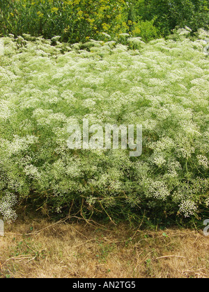 Longleaf, sickleweed (Falcaria vulgaris), fioritura Foto Stock