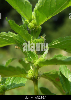 Annuale di mercurio, erba-mercurio (Mercurialis annua), pianta femmina, giovani frutti Foto Stock