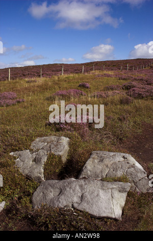 Viola heather ed esposti gritstone rock sulla brughiera sull Clougha luccio in Lancashire in Inghilterra settentrionale Foto Stock