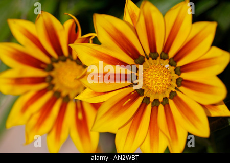 Gazania fiori in oliva Oliva Nova, Valencia, Spagna, Europa. Foto Stock