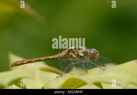 Comune Femmina Darter dragonfly Sympetrum striolatum poggia su una foglia Bedgebury Forest Kent REGNO UNITO 19 Agosto 2006 Foto Stock