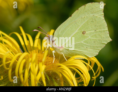 Un maschio di Brimstone Butterfly Gonepteryx rhamni feed su un giallo Inula hookeri fiore Foto Stock