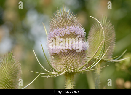 Rosa viola broccoli sulla testa di fiori di un Teasel Dipsacus fullonum 26 luglio 2006 Bedgebury Forest Kent REGNO UNITO Foto Stock