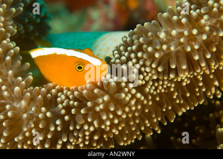 Orange anemonefishes Amphiprion sandaracinos in un Merten s anemone marittimo Parco Nazionale di Komodo Indonesia Foto Stock