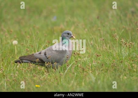 Magazzino colomba Columba oenas adulto in pascoli erbosi Weeting Heath NWT riserva può Norfolk Foto Stock