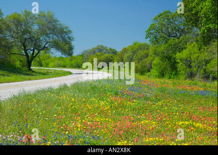 Curva in carreggiata con fiori selvaggi sul lato vicino Gonzales, Texas Foto Stock