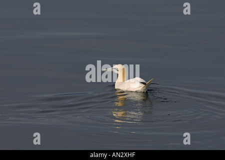 Northern gannet Morus bassanus adulto sul mare vicino all isola di Rum Scozia Giugno Foto Stock