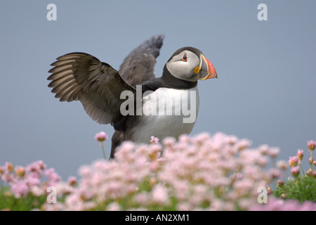 Atlantic puffin Fratercula arctica estate adulto in parsimonia sull isola di lunga Treshnish Isles Scozia Giugno Foto Stock