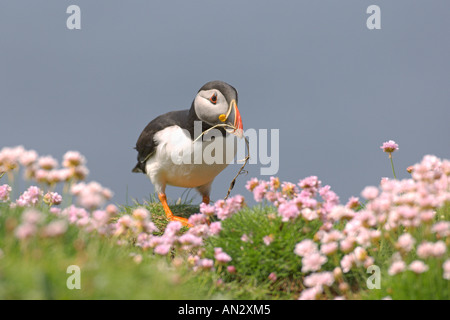 Atlantic puffin Fratercula arctica estate adulto in parsimonia con materiale di nidificazione sull isola di lunga Treshnish Isles Scozia Giugno Foto Stock