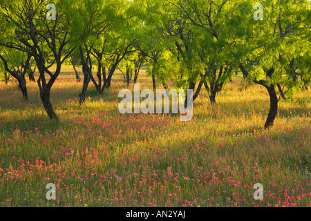 Indian Spazzola di vernice intermiscelati con alberi giovani in Devine Area del Texas. Foto Stock