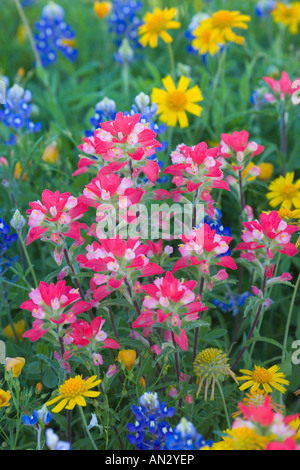 Texas fiori selvatici, berretti blu, Arnica, Indiano Spazzola di vernice vicino Cuero Texas. Foto Stock