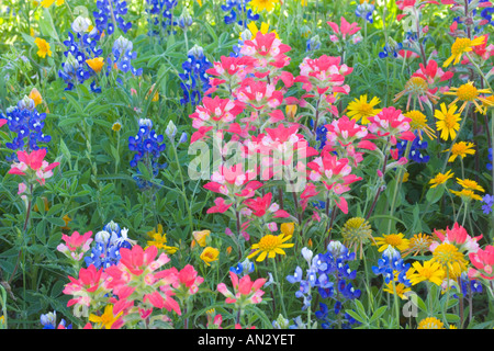 Texas fiori selvatici, berretti blu, Arnica, Indiano Spazzola di vernice vicino Cuero Texas. Foto Stock