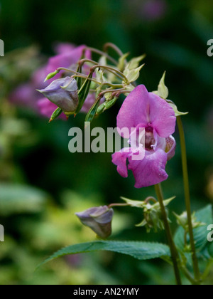 Close up selvaggio fiore Impatiens glandulifera noto anche come poliziotto del casco e himalayana o balsamo indiano Foto Stock