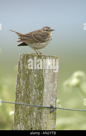 Meadow pipit Anthus pratensis adulti riproduttori appollaiato sul palo da recinzione di Isola di Oronsay Scozia Giugno Foto Stock