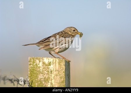 Meadow pipit Anthus pratensis adulti riproduttori di portare cibo a nido Isola di Oronsay Scozia Giugno Foto Stock