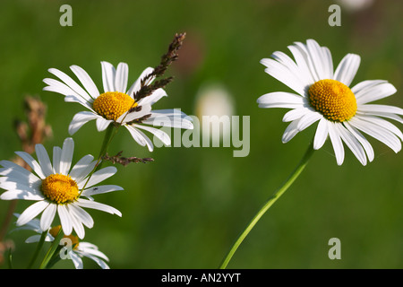 Close-up di camomiles Foto Stock
