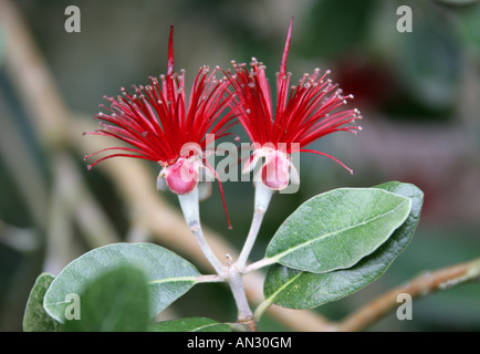 Ananas guaiava o Guavasteen, Acca sellowiana syn Feijoa sellowiana Foto Stock