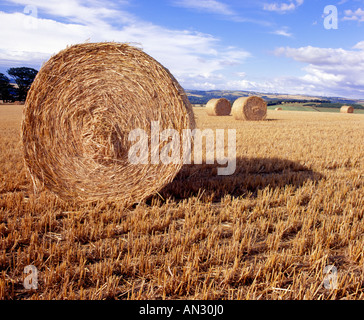 campo di pila di fieno Foto Stock