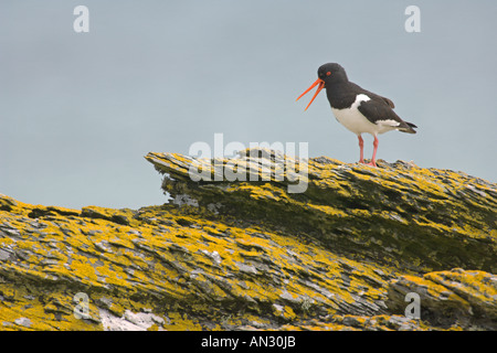 Oystercatcher Haematopus ostralegus adulti riproduttori chiamata isola di Oronsay Scozia Giugno Foto Stock