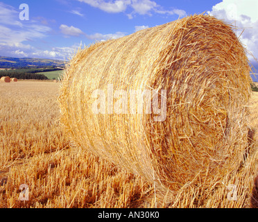 campo di fieno Foto Stock