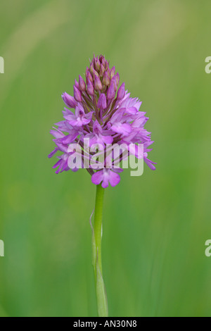 Orchide Anacamptis pyramidalis nel prato di fiori selvaggi Wilden Bedfordshire Luglio Foto Stock
