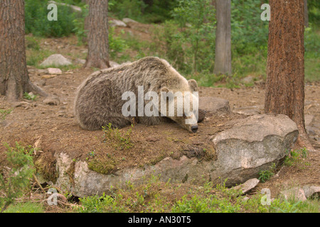 Unione orso bruno Ursus arctos addormentato nella taiga forest Martinselkonen Suomussalmi Finlandia Giugno Foto Stock