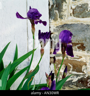 Iris accanto alla antica pietra Springhouse In John Lott frutteti (1200 acri), Adams County, Pennsylvania. Stati Uniti d'America., Foto Stock