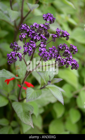 Giardino eliotropio aka Heliotrope comune o Torta di ciliegie Heliotropium arborescens Boraginaceae Marine Foto Stock