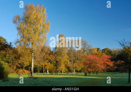 Alberi di autunno a Westonbirt Arboretum Foto Stock