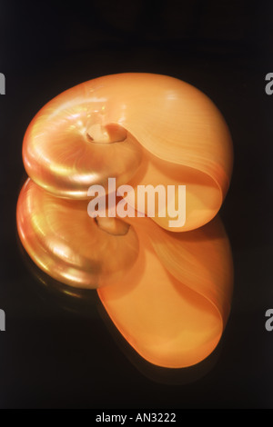 Un riflesso speculare del guscio di Nautilus Foto Stock