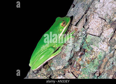 Green Treefrog Hyla cinerea Brazos Bend State Park TEXAS Stati Uniti adulto aprile Hylidae Foto Stock