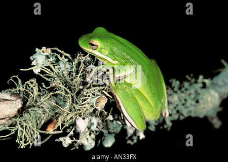 Green Treefrog Hyla cinerea Brazos Bend State Park TEXAS Stati Uniti adulto aprile Hylidae Foto Stock