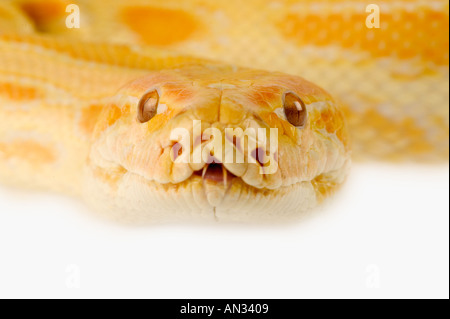 Burmese Python Python molurus bivittatus Sud Est Asiatico ASPYTB001D Foto Stock